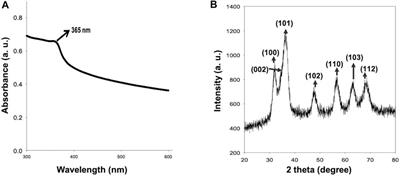 Synergism of Zinc Oxide Quantum Dots with Antifungal Drugs: Potential Approach for Combination Therapy against Drug Resistant Candida albicans